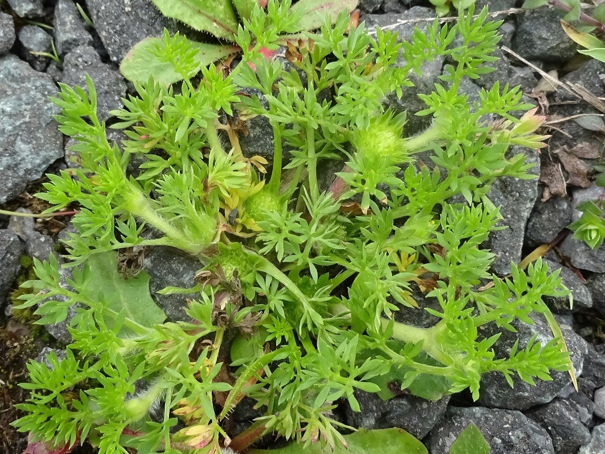Soliva sessilis (Asteraceae)